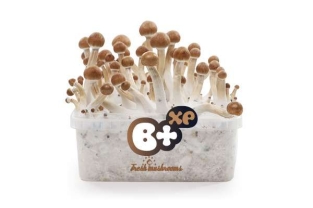 100% MYCELIUM B+ - FreshMushrooms growkit 1200cc